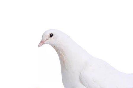 鸽子为什么不能杀