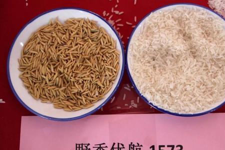秦优808水稻种