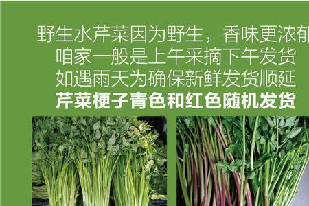 北京水芹菜采摘季节