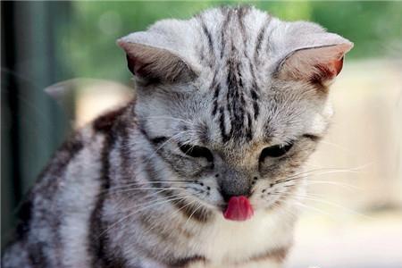 猫咪呕吐不吃东西要吃什么药