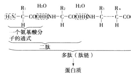 肽键能与氢氧化钠反应吗