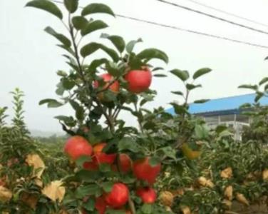 拉萨怎么种苹果树苗盆栽