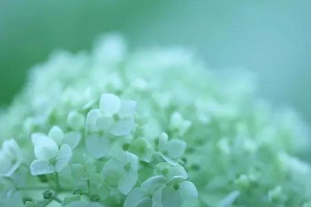 心迷离什么意思