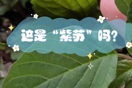 猫把蒿是紫苏吗