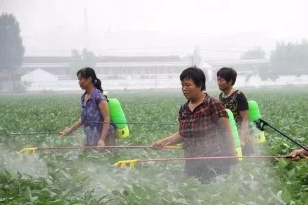 大豆用多效唑控旺能用几次