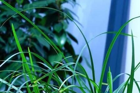 莲瓣兰叶柄环什么原因