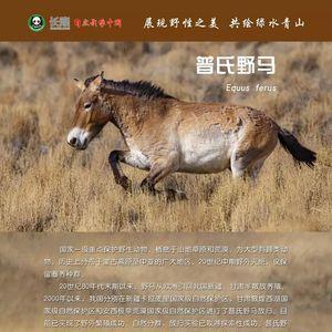 玩的野性怎么形容
