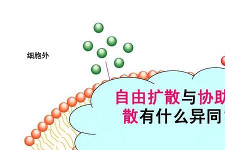 自由扩散和渗透作用有什么关系
