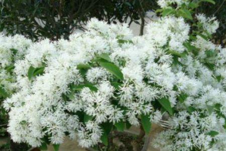 瑰花五角是哪里产的