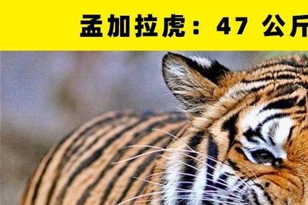 世界上最顽皮且强的人是谁