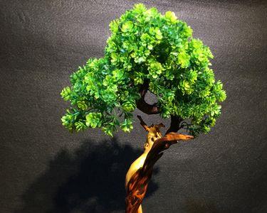 崖柏盆栽寓意