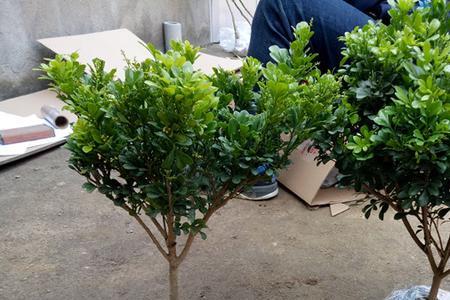 黄杨和米兰花哪个好