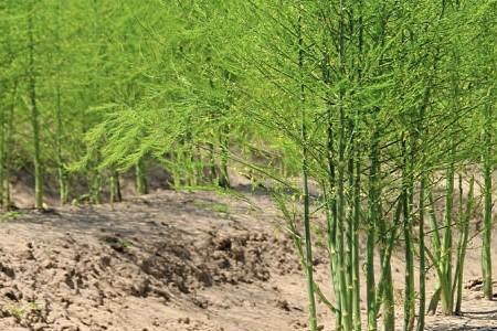 三年芦笋苗多大