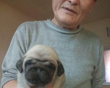 鹰版巴哥和普通巴哥哪个好