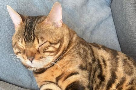 豹猫为什么尿床