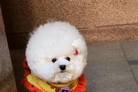 早出晚归适合养比熊吗