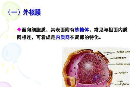 细胞核的核膜有几层