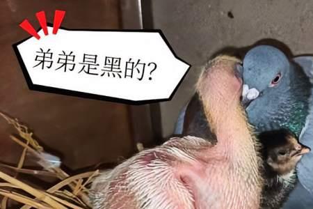小鸽子出壳多久母鸽再次下蛋