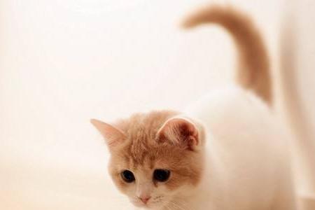 小猫出生多久有记忆