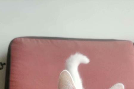 灰白相间短腿猫是什么品种
