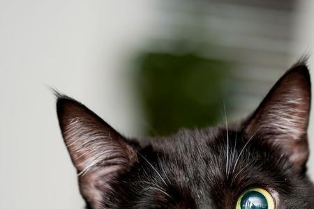 薛定谔的猫为什么不听声音