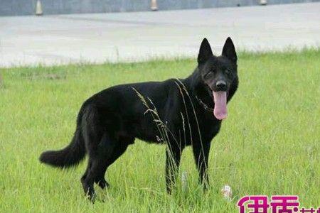 西德牧羊犬可以养吗