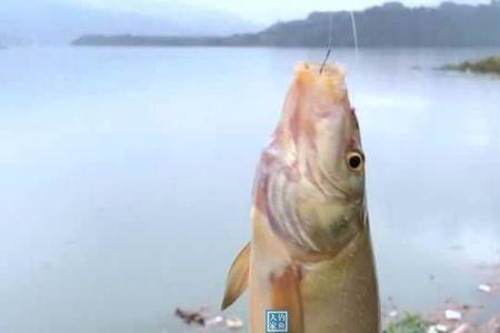 鲈鲤和金沙鲈鲤的区别