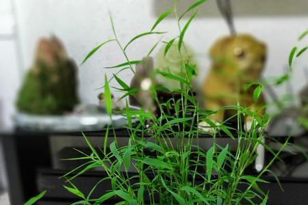 一节一节像竹子的植物叫什么