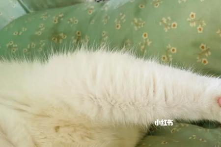 猫爪子能长多少米