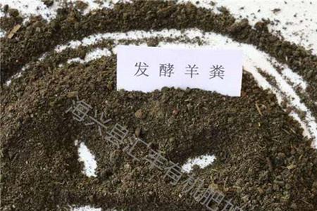 羊粪什么形状的是正常