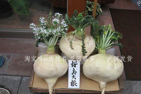 萝卜为什么又叫大根