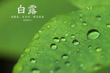 白露节气有什么人生哲理