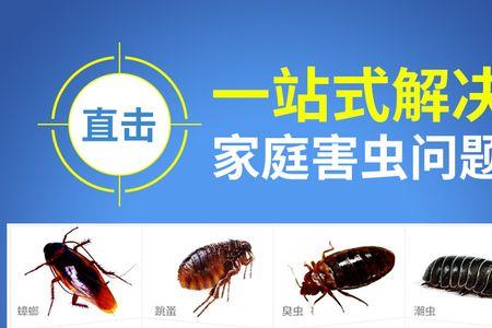 床虱怎么区分