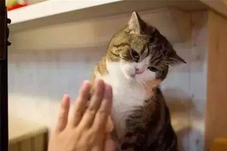 为什么给猫铲屎猫会打人