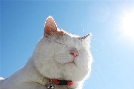 猫隔着玻璃晒太阳有用吗