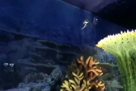 海洋里为什么有植物