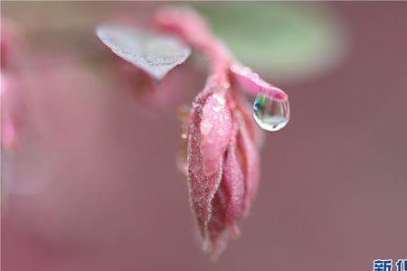 甘露春雨的释义