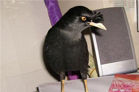 巴哥怎么会有两种体型