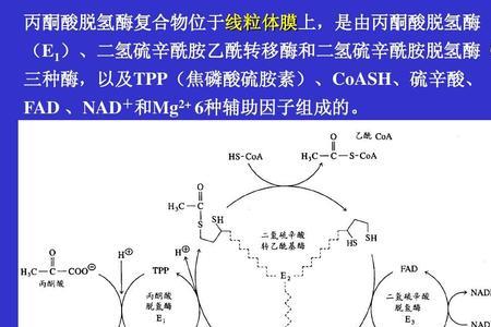 原核细胞有没有柠檬酸循环