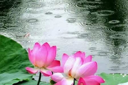 夏雨如什么一个字比喻