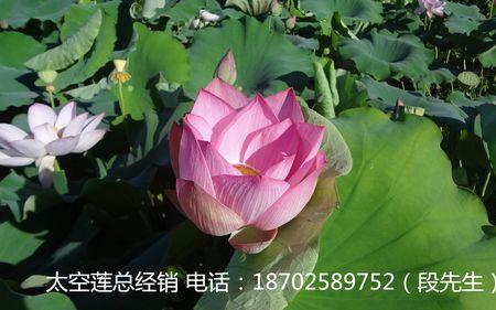 红莲出产地哪里最好