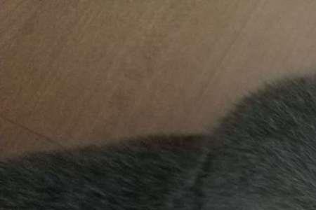 猫在一个地方坐着不动是为什么