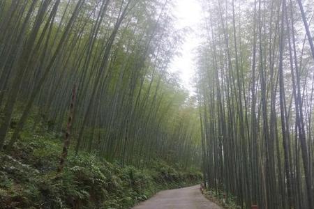 羌王竹海山海拔多高