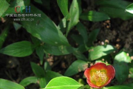 黄牛木的寓意