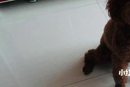 泰迪踢后腿是怎么回事