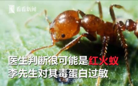 红火蚁灭绝原因