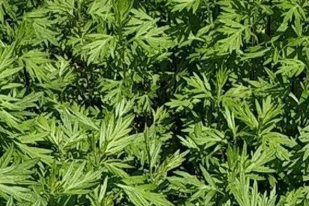 陈艾和青蒿有什么区别