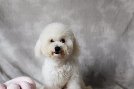 四个月比熊犬的身高体重有多少