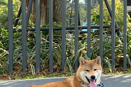 柴犬几个月最不听话