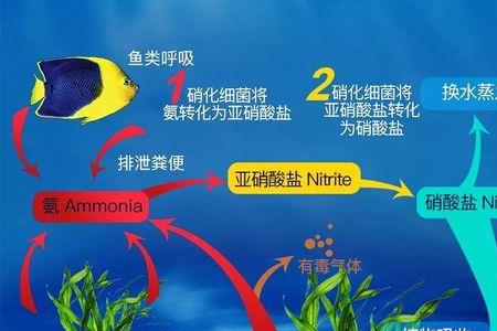 40-50cm鱼缸怎么培养硝化细菌